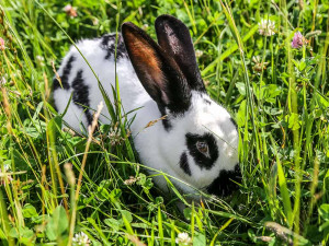 conigli specialmente per i nostri ospiti piccoli