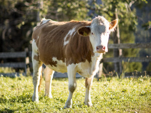 Pferde, Kühe und Schafe weiden im Sommer auf der Villanderer Alm