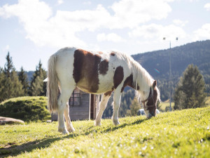 Spass und Action in unserem Streichelzoo